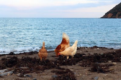 Introduction to chicken road casino